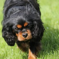 Profile Picture of Matthew Coghlan (@matthew-coghlan-8) on Quora