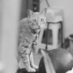 Peter Wang - Flickr Profile Picture of Peter Wang (@understeering) on Flickr