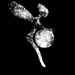 Profile Picture of Bozhidar Gugushev (@bgugushev) on Pinterest