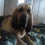 Profile Picture of Bloodhoundi AMY, HUGO a AFRA (@bloodhoundi_z_terezskeho_udoli) on Instagram