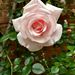 Profile Picture of Kathy Haddock (@auraverde) on Pinterest