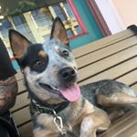 Profile Picture of Ashley Key (@grunt_theheeler_and1pug) on Instagram