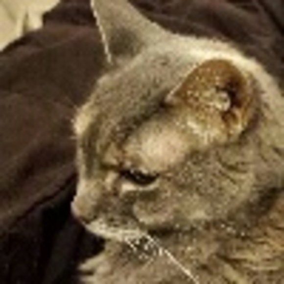 Profile Picture of Joann Poole (@jomomma1) on Poshmark