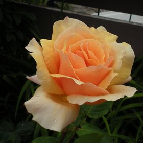 Profile Picture of Heather Dennis (@hdennis2013) on Pinterest