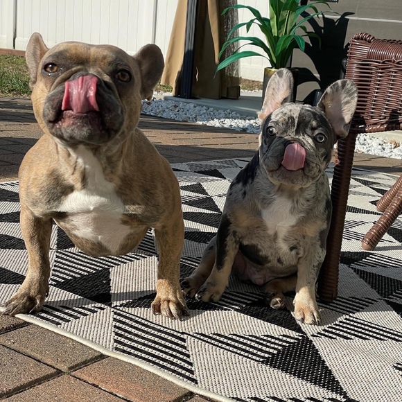 Profile Picture of Carley Scarantino (@c_scarantino) on Poshmark