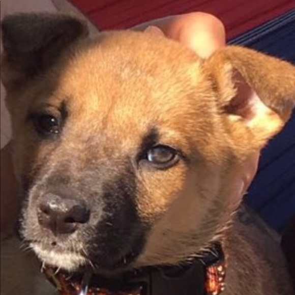 Mike Shepherd - Poshmark Profile Picture of Mike Shepherd (@shepm22) on Poshmark