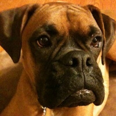 Profile Picture of Laura Capps (@LauraCapps2) on Twitter