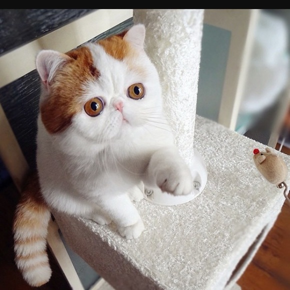 Profile Picture of Daranee Asher (@jeabnarak) on Poshmark