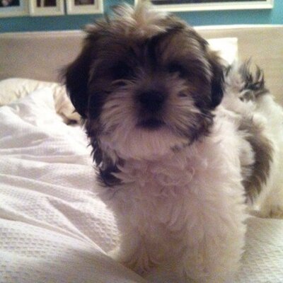 Profile Picture of Oliver Poole (@oliverhellochee) on Twitter