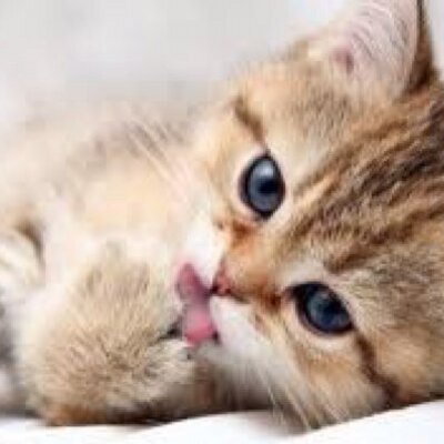 Profile Picture of Stacey Unruh (@Kittymeowkittay) on Twitter