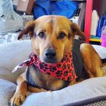 Profile Picture of BYRON the Rescue Dog (@byron_the_rescue_dog) on Instagram