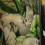 Profile Picture of Mike Sipes (@sipes.mike) on Instagram