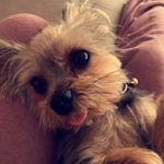 Profile Picture of amelia & piggy (@piggy_and_amelia) on Instagram