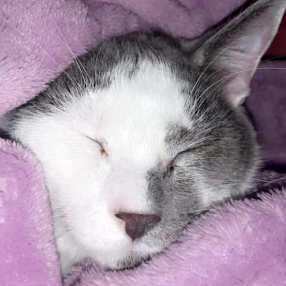 Profile Picture of Becca Vasques (@beccavasques) on Poshmark