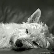 Profile Picture of Josh Lim (@joshlim777) on Youtube