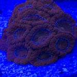 Profile Picture of Scott Catoe (@reef_junky) on Instagram