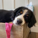 Profile Picture of Heidi Bear Coulter (@heidi.the.bernese) on Instagram