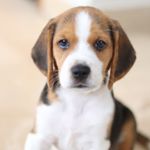 Profile Picture of Hola! soy Lucas🐕 (@mclucasbeagle) on Instagram