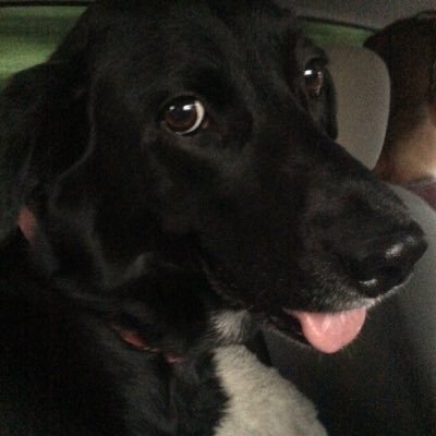 Erik McKenny - Twitter Profile Picture of Erik McKenny (@laggindragon248) on Twitter