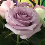 Profile Picture of Nancy Koonce-Murton (@kooncemurton) on Instagram