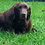 Profile Picture of Denise Bevelacqua Lutterbie (@bevelacqualutterbie) on Instagram