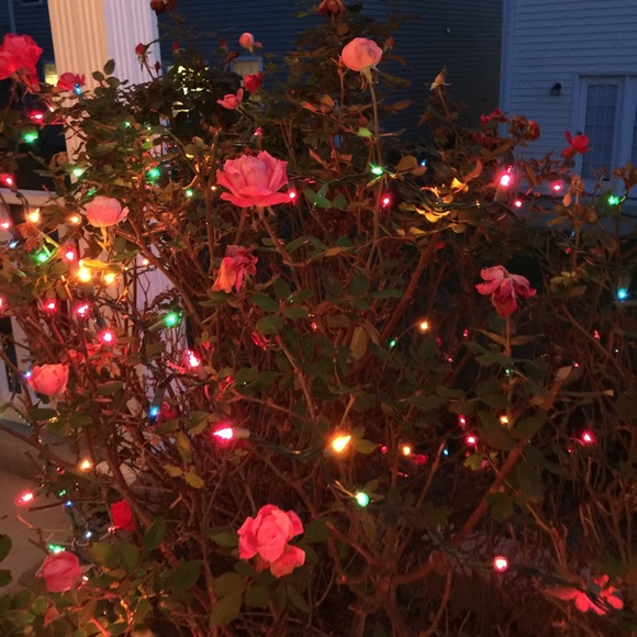 Profile Picture of Courtney Meckes (@cmeckes) on Poshmark