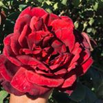 Profile Picture of Ayan Abdullahi 🧕🏽💫⭐️🌟✨⚡️❤️ (@musl.imsquotes) on Instagram