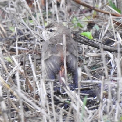 Profile Picture of Ian Bennell (@ianbennell75) on Twitter