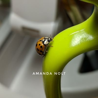 Profile Picture of Amanda Nolt (@CraftyLadybug86) on Twitter