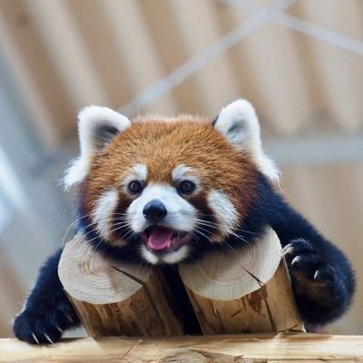 Profile Picture of Aleksandr Berzins (@AleksandrBerzi1) on Twitter