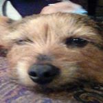 Profile Picture of Joseph hendrickson (@bentleyhendrickson) on Instagram