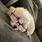 Profile Picture of George Petersen (@grorgepetersen410) on Instagram