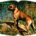 Profile Picture of Kennel BorMarzoe Sciarone (@kennelbormarzoe.sciarone) on Facebook