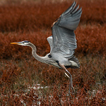 Profile Picture of Millsap Photography (@Millsap Photography) on Flickr