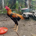 Profile Picture of Makae Nasi (@Makae-Nasi) on Facebook