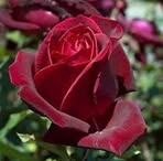 Profile Picture of Paola Pagliaro (@paola.pagliaro.16) on Facebook