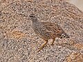Profile Picture of Hartlaub's spurfowlon Wikipedia