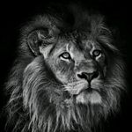 Profile Picture of Roman Simecka (@simeckaroman) on Instagram