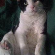 Profile Picture of Dee Pelletier Chapin (@dianechapin) on Pinterest