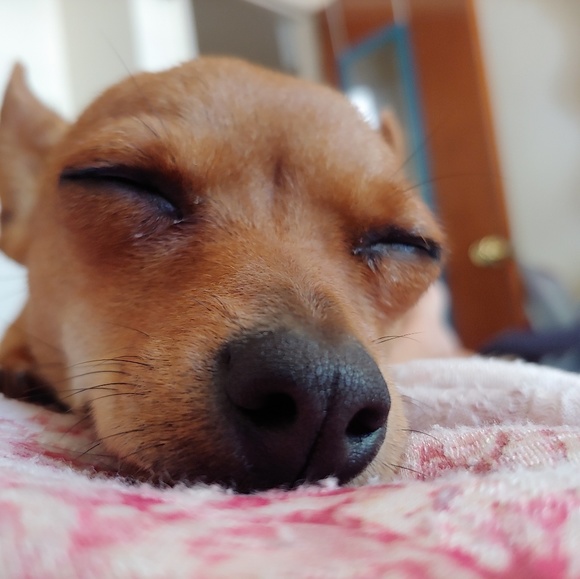 Profile Picture of Nancy Corona (@nancycorona505) on Poshmark