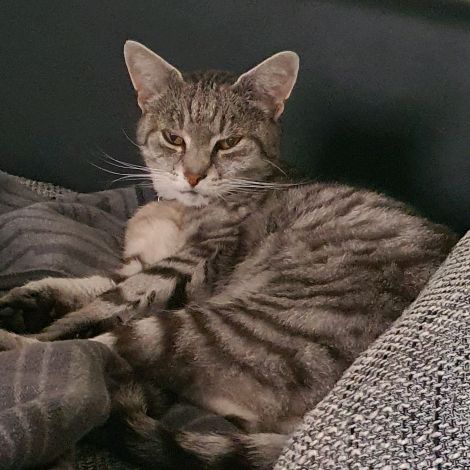 Profile Picture of danielawolf (@danielawolf740) on Tiktok