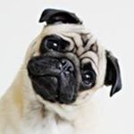 Profile Picture of Stephen Calkins (@pugs_are_wonderful) on Instagram