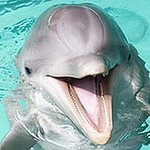 Profile Picture of javier salinas (@jsmardones) on Flickr