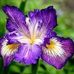 Profile Picture of Iris Jacobs (@iris.jacobs.509) on Facebook