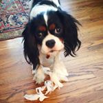 Profile Picture of Gail Simms (@wagsandwoofers) on Instagram
