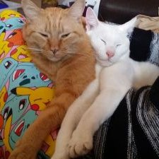 Profile Picture of Laura Dunlap (@RainbowNinja131) on Twitter