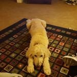 Profile Picture of Debbie Fulcher (@pandateacher87) on Instagram