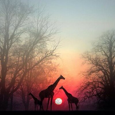 Profile Picture of Diane Bouchard (@Dyadan) on Twitter