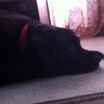 Profile Picture of Amanda Frank (@winsky1989) on Instagram