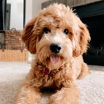 Profile Picture of L I L Y 🐾 (@lilythe_doodle) on Instagram